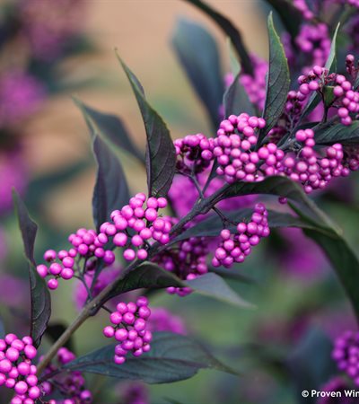 Beautyberry Pearl Glam®